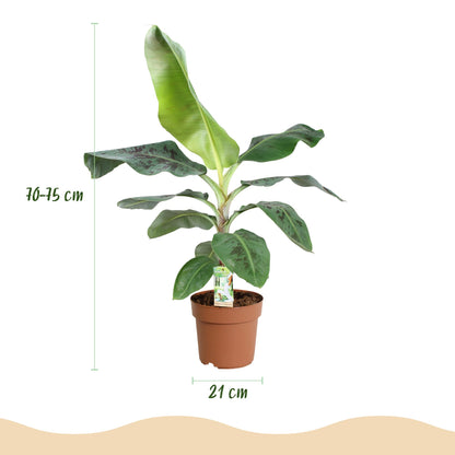 Bananenplant Musa ↕70-75cm - Ø21cm