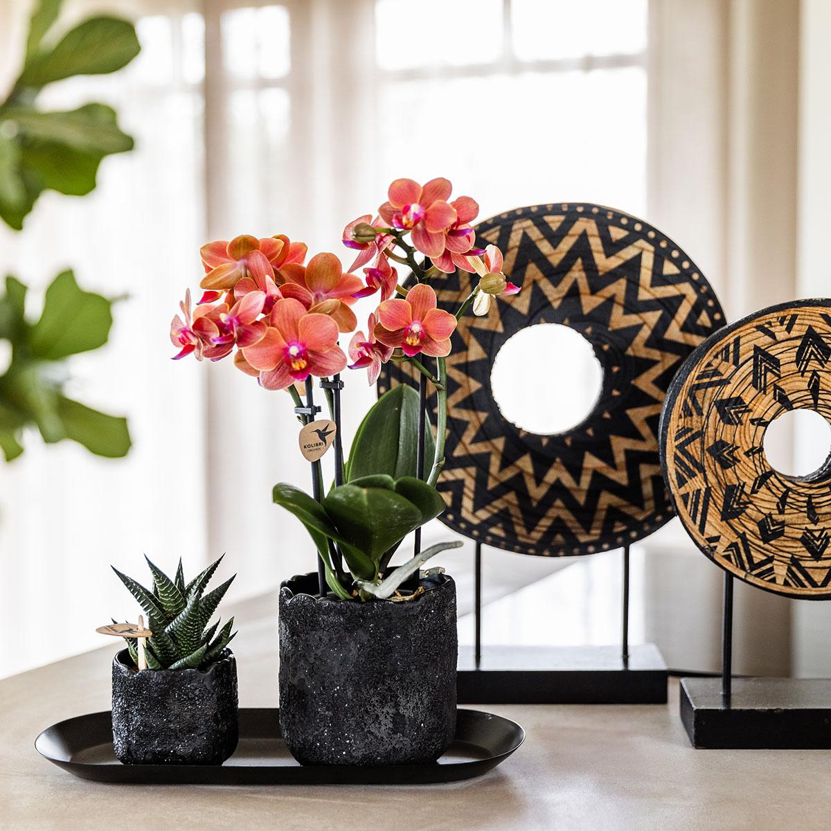 Plantenset Home Hub small
