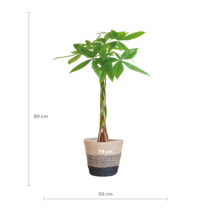 Pachira Aquatica met Mand Lissabon zwart - 80cm - Ø21