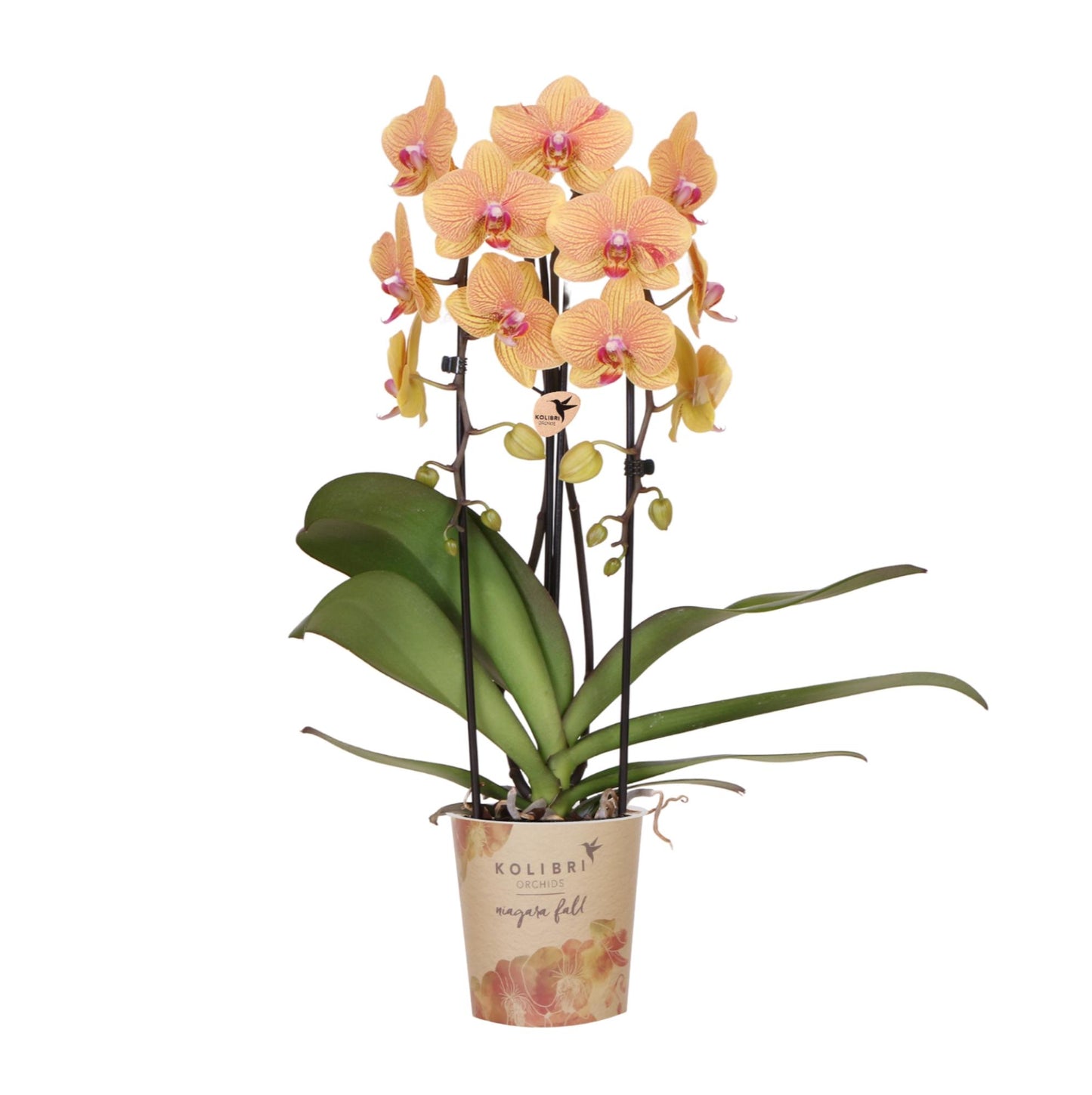 Oranje phalaenopsis orchidee | Sunny Bunny