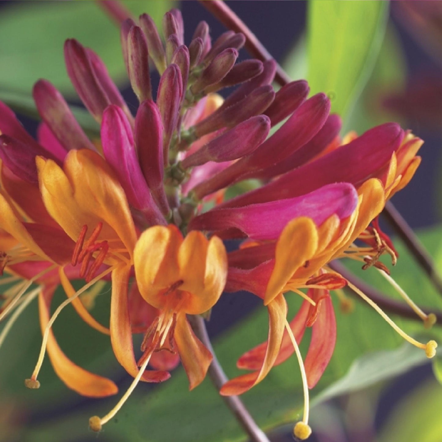 2 x - Lonicera heckrottii Goldflame - Roze met Geel