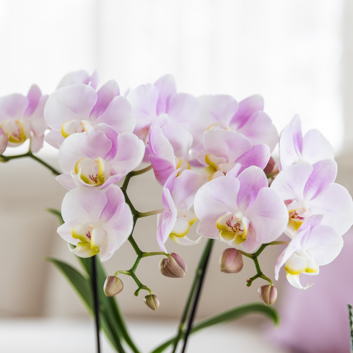 Roze orchidee Portugal + Bloom sierpot
