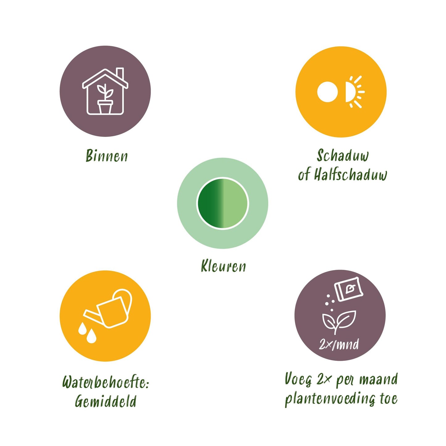 Diefenbachia Tropic Snow + Pot Grijs