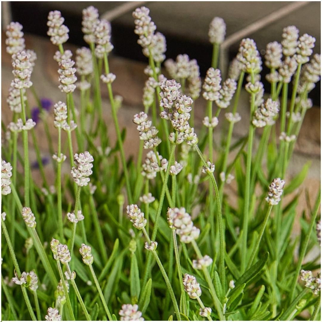 4 x 6 pack Lavendel angustifolia white
