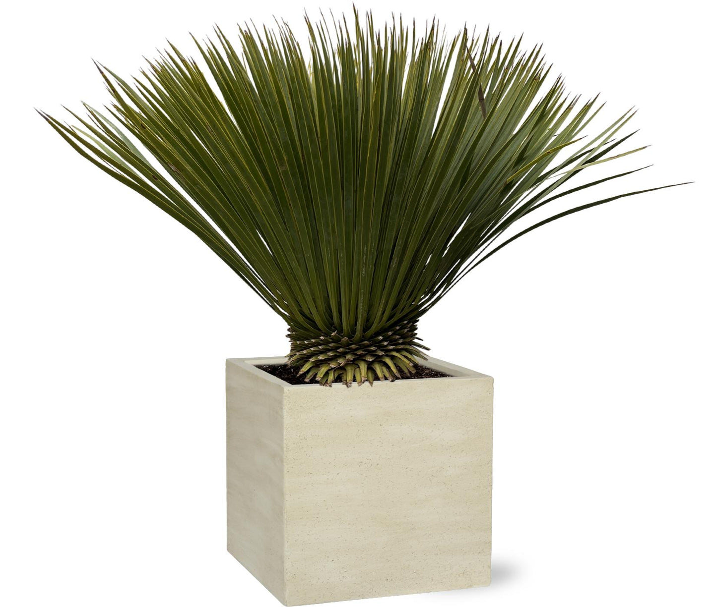 Yucca Rostrata - 75cm- Ø30