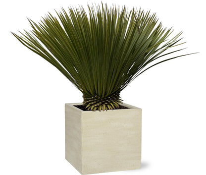 Yucca Rostrata - 75cm- Ø30