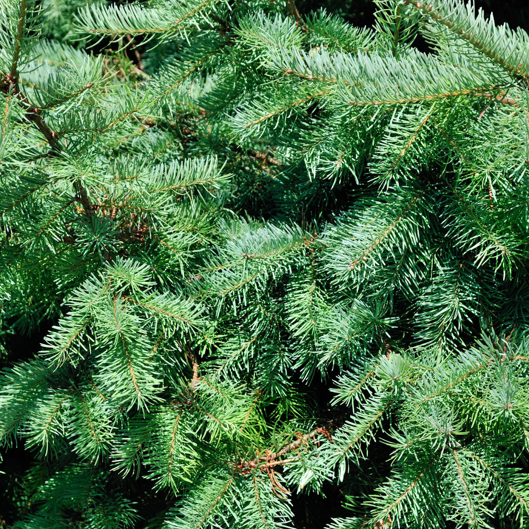 Kerstboom - 70 cm - Picea Glauca Conica