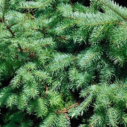 Kerstboom - 70 cm - Picea Glauca Conica