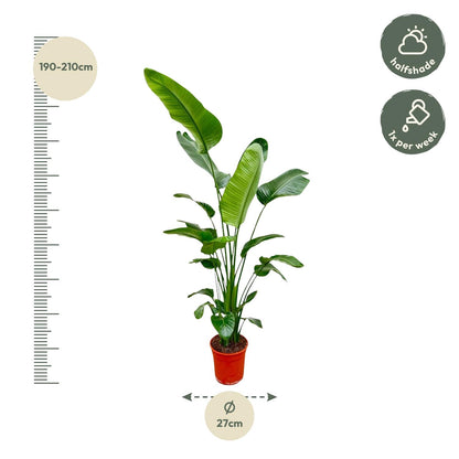 Strelitzia Nicolai - 190 cm - ø27