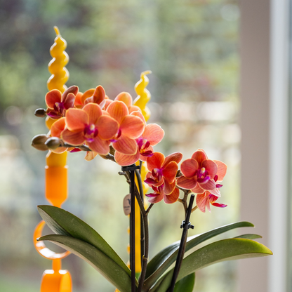 Oranje orchidee Bolzano + Star Fish sierpot
