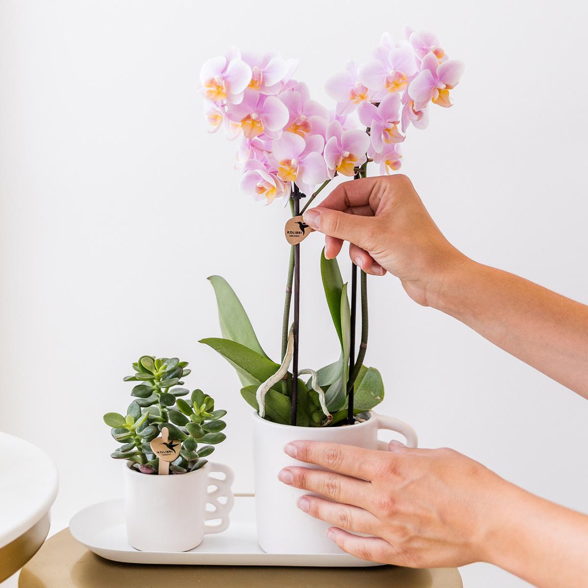 Surprise box mix - verrassingsbox met 4 verschillende orchideeën
