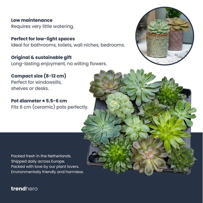 Succulenten Set van 6 - inclusief Potjes Barcelona
