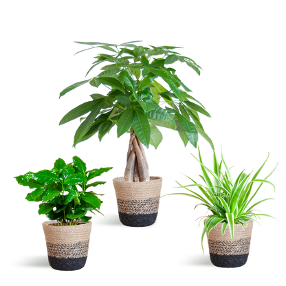 Diervriendelijke Plantenbox - klein - met Mand Lissabon zwart - Ø12