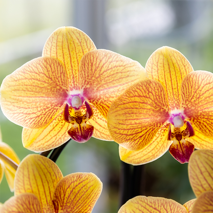 Oranje phalaenopsis orchidee | Sunny Bunny