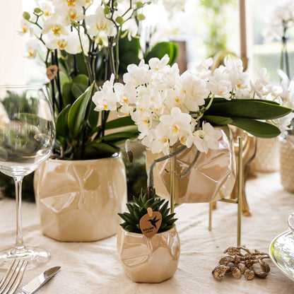 Witte orchidee 'Nazaré' + Pearl sierpot Travertine