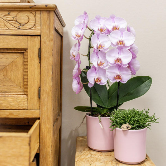 Roze Phalaenopsis orchidee - Niagara Fall