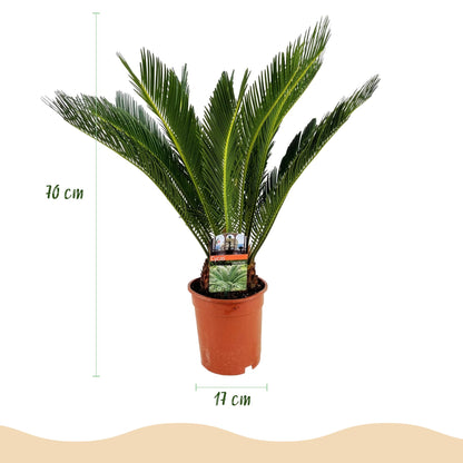 Cycas revoluta - Palmvaren ↕55-65cm - Ø17cm