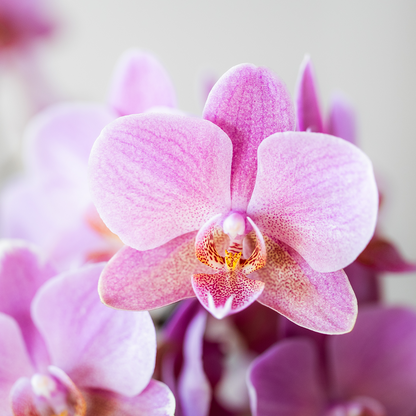 Surprise box mix - verrassingsbox met 2 verschillende orchideeën