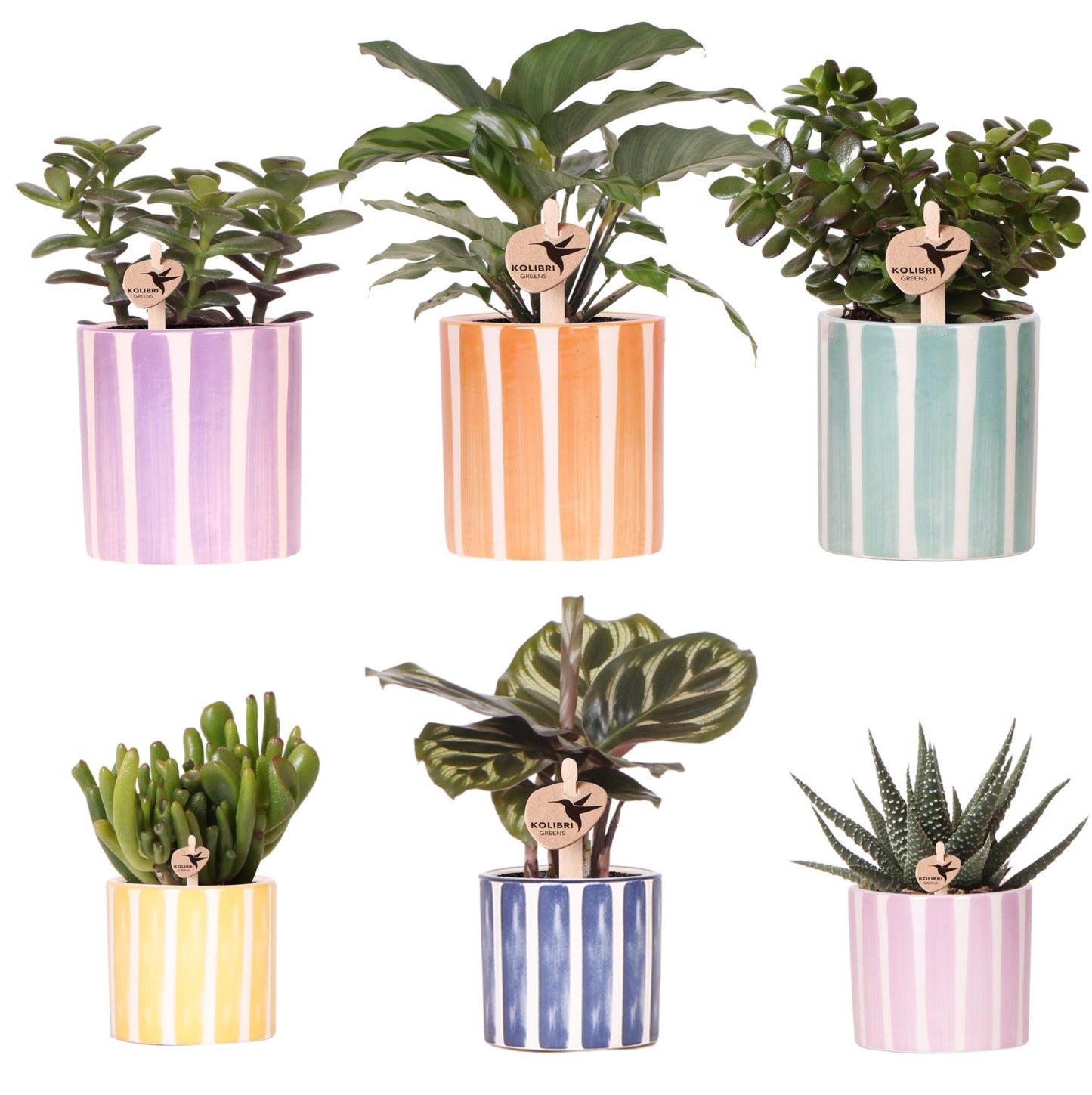Mix van groene planten + Painted Stripe sierpotten