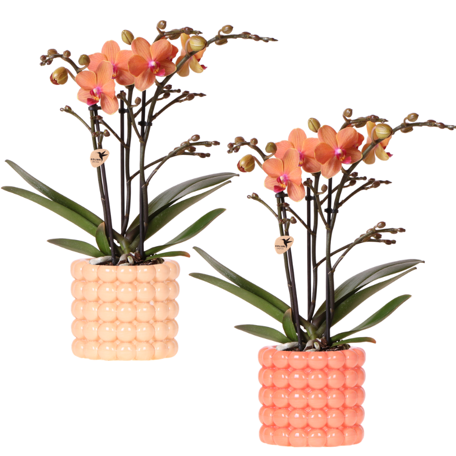 Plantenset Poppy Oranje + sierpotten