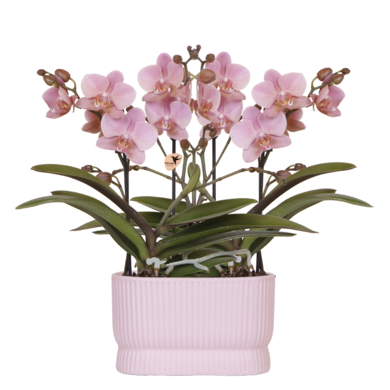 Roze orchideeënset in Diabolo Twin sierpot Pink