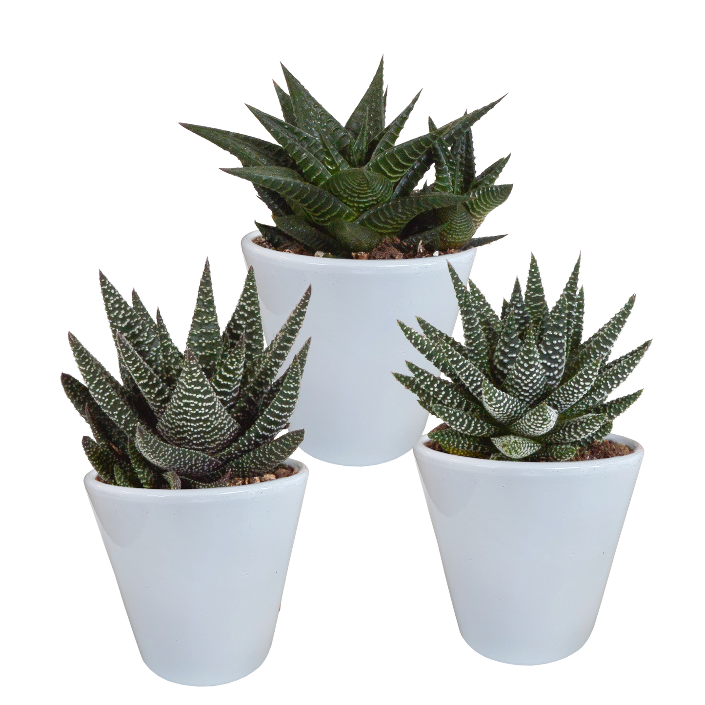 Gasteria/Haworthia + witte pot