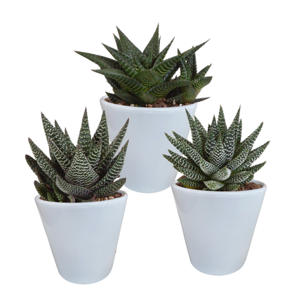 Gasteria/Haworthia + witte pot
