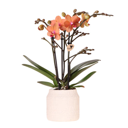 Oranje orchidee Bolzano + Hieroglyph sierpot off white