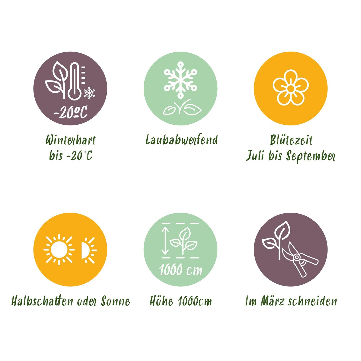 2 x - Campsis radicans Madame Galen - Oranje