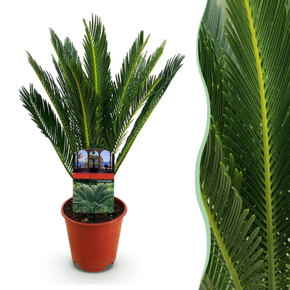 Cycas revoluta - Palmvaren ↕45-55cm - Ø15cm