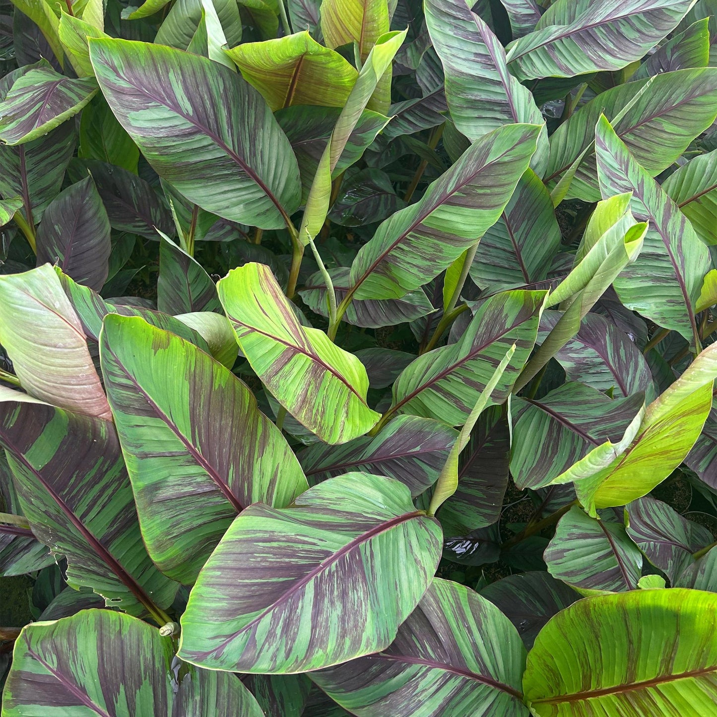 Japanse vezelbanaan - Musa Ever Red - Winterhard