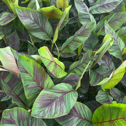 Japanse vezelbanaan - Musa Ever Red - Winterhard