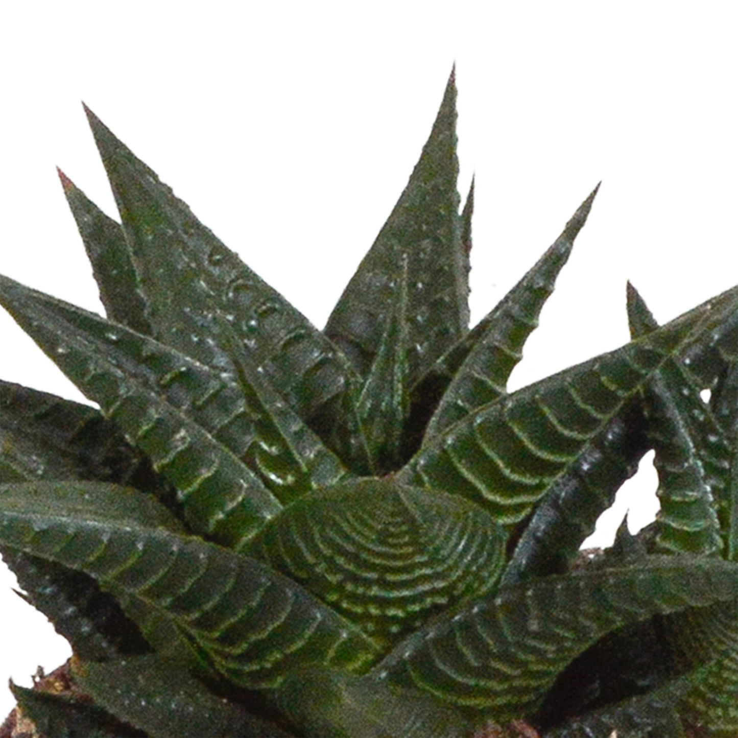 Gasteria/Haworthia + witte pot