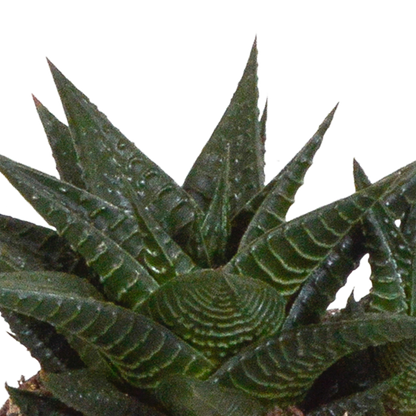 Gasteria/Haworthia + witte pot