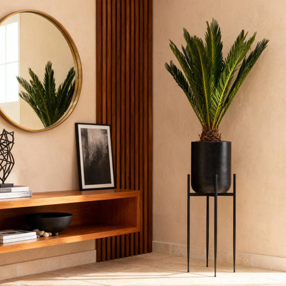 Cycas revoluta - Palmvaren ↕45-55cm - Ø15cm
