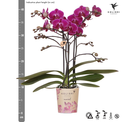 Paarse phalaenopsis orchidee - Morelia