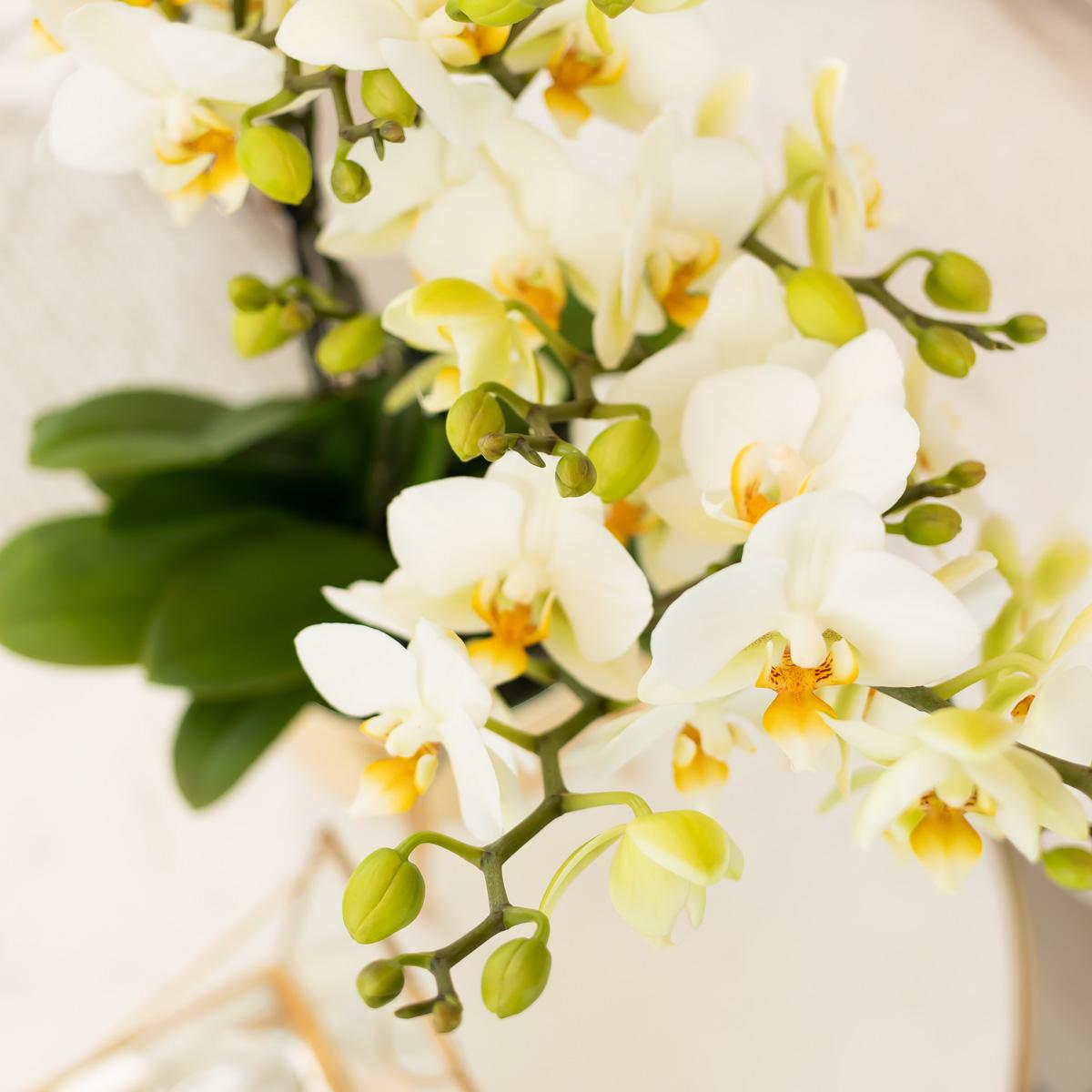 Witte phalaenopsis orchidee - Lausanne