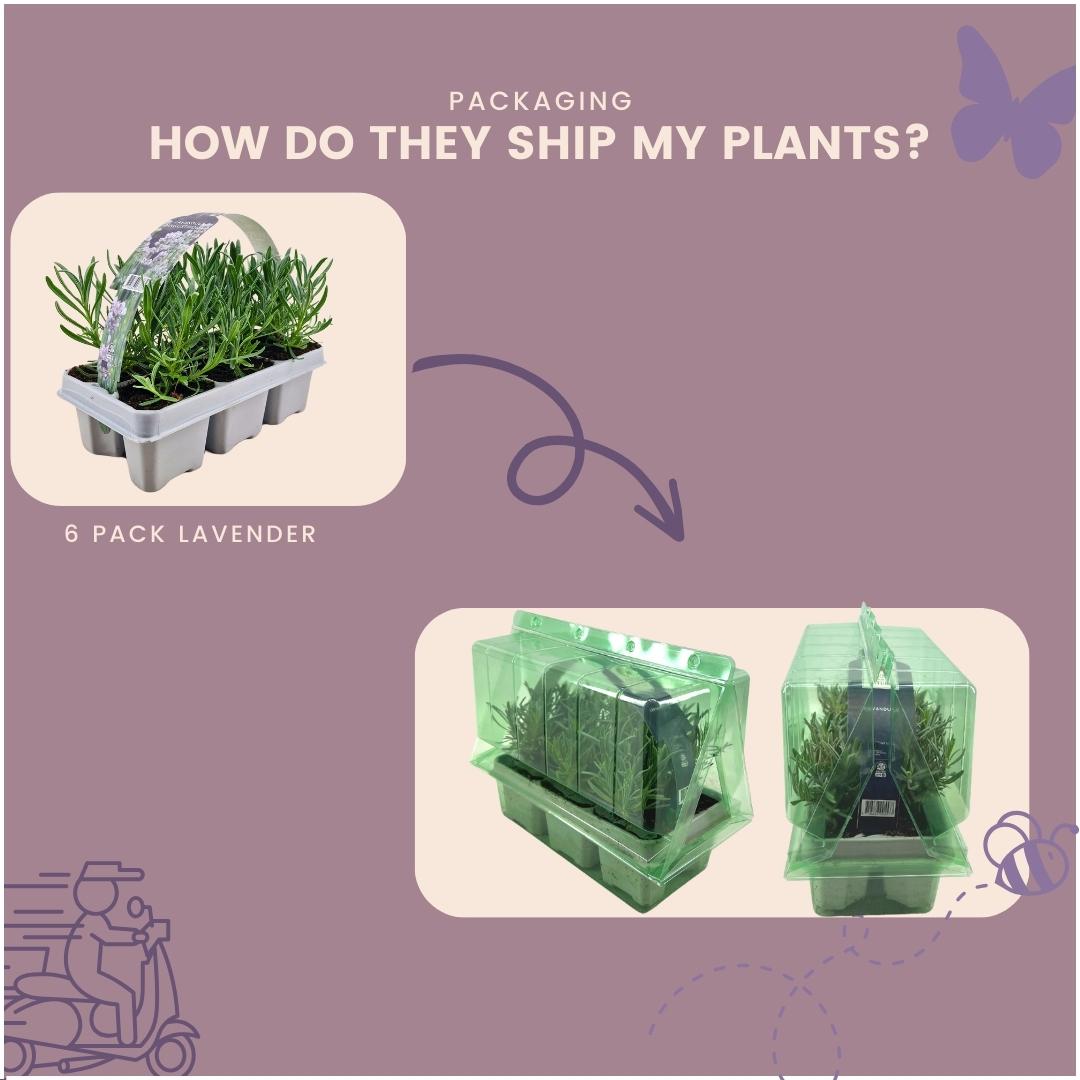 1 x 6 pack Lavendel angustifolia wit