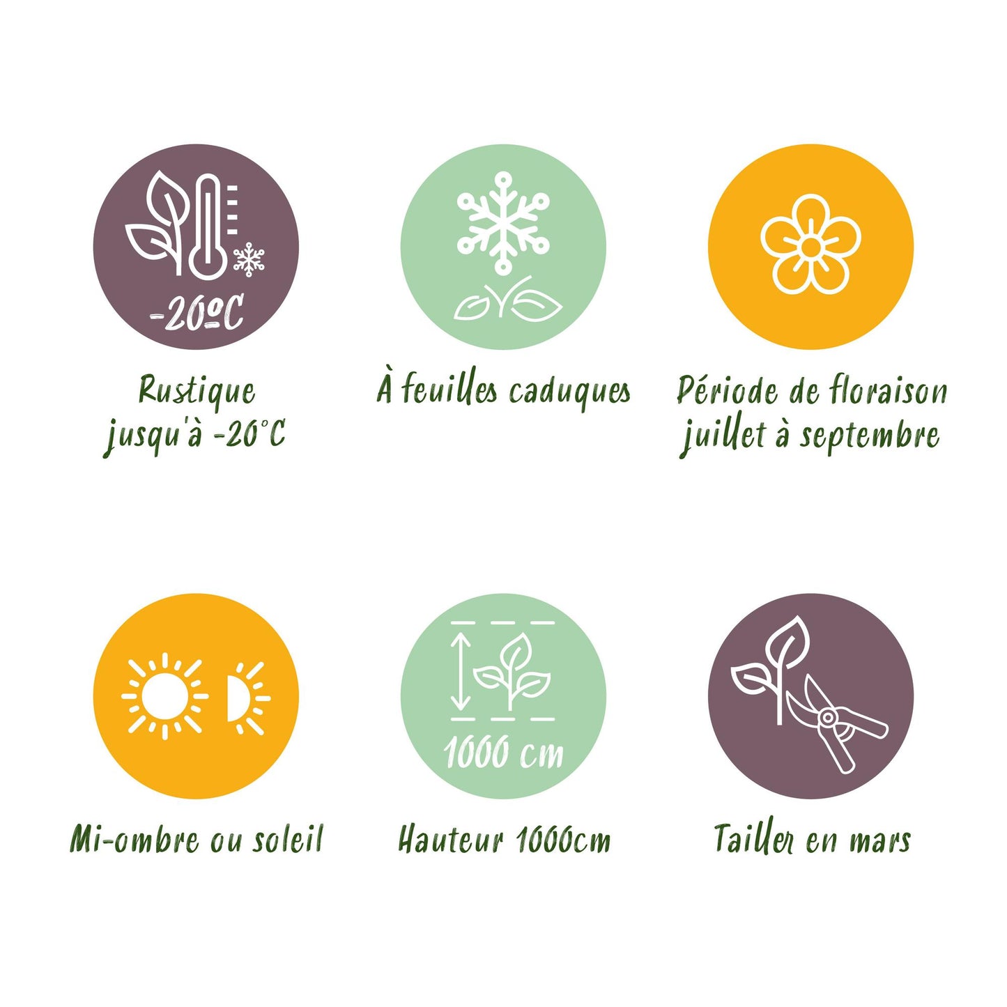 2 x - Campsis radicans Madame Galen - Oranje