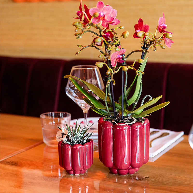 Rode Congo orchidee + Retro rood sierpot