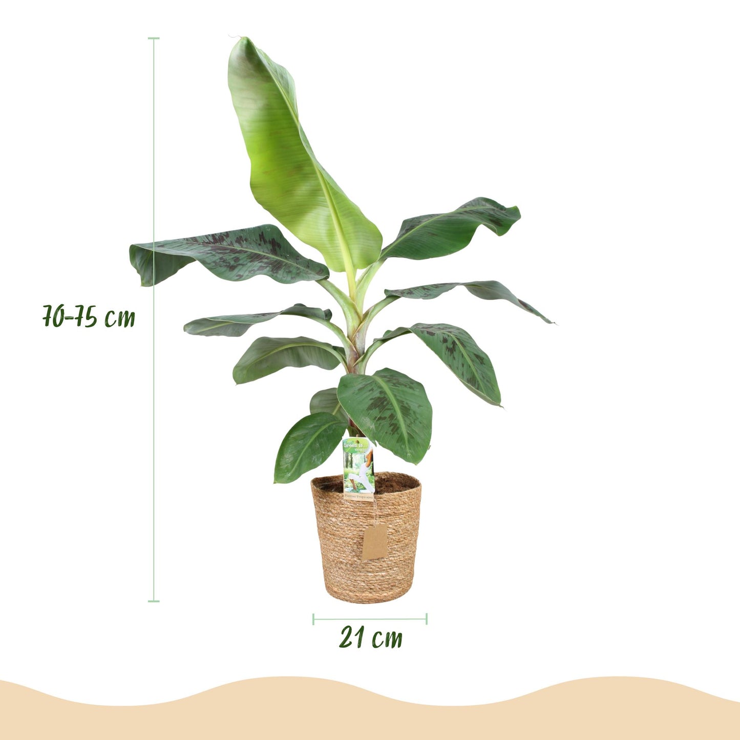 Bananenplant Musa + met mand ↕70-75cm - Ø21cm