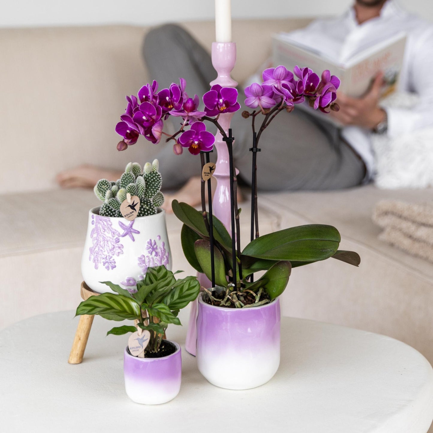 Paarse phalaenopsis orchidee - Morelia