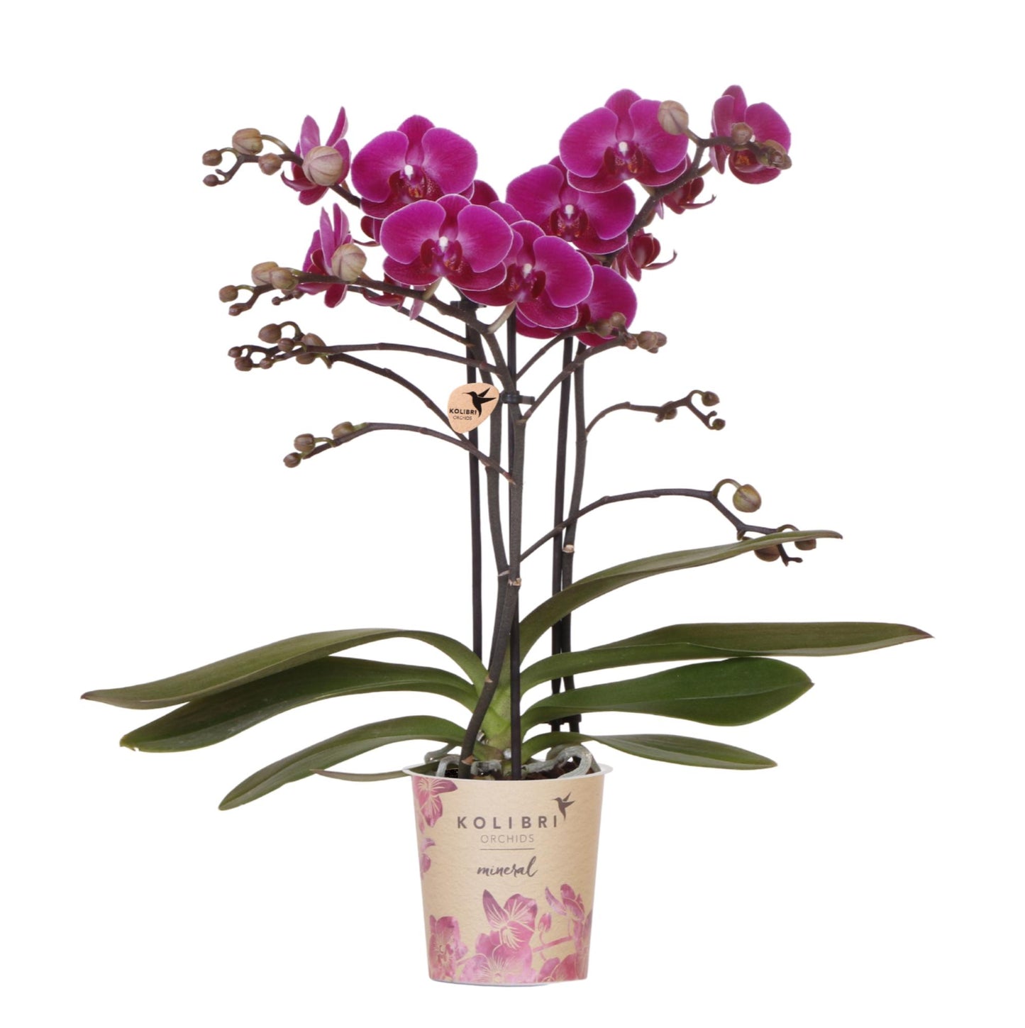 Paarse phalaenopsis orchidee - Morelia
