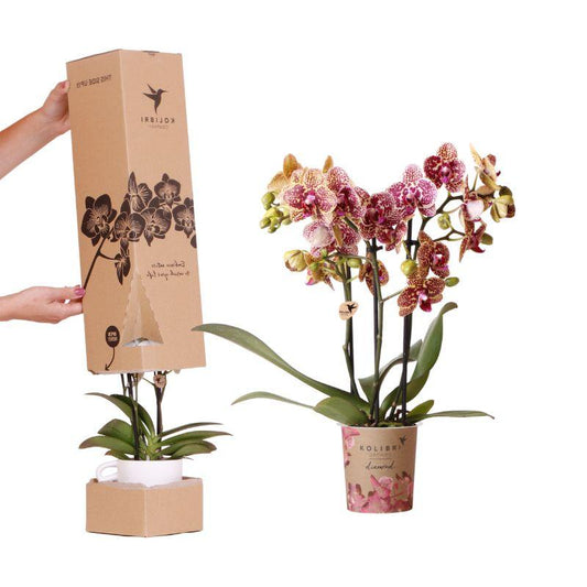 Surprise Diamond - verrassingsbox met 1x Kolibri Diamond orchidee