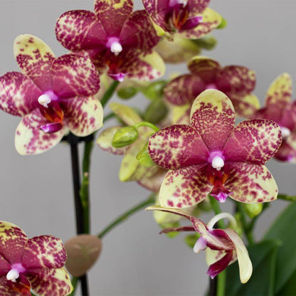 Oranje gele phalaenopsis orchidee | Grosseto