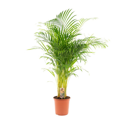 Areca palm - Ø21cm - ↕130cm