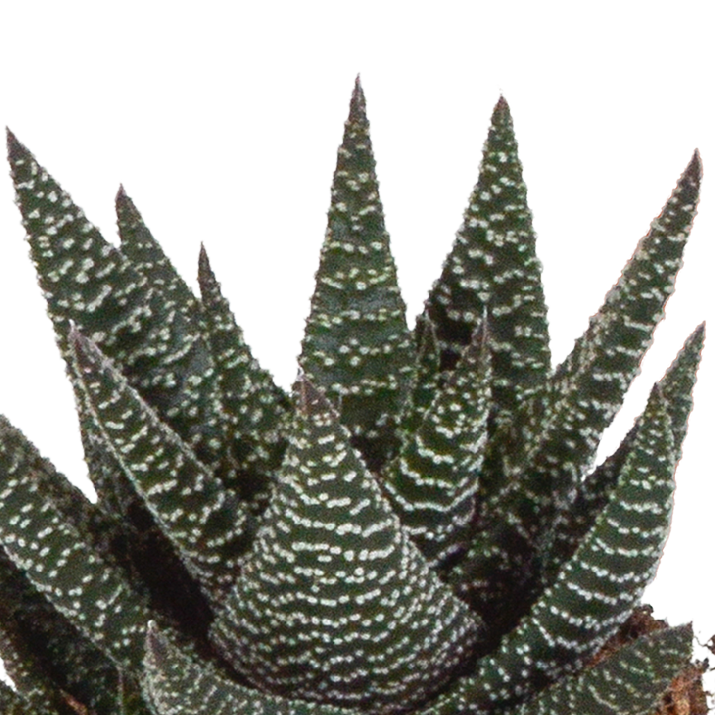 Gasteria/Haworthia + witte pot