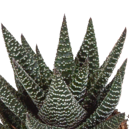 Gasteria/Haworthia + witte pot
