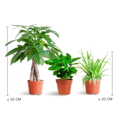 Diervriendelijke Plantenbox - klein - zonder sierpot - Ø12