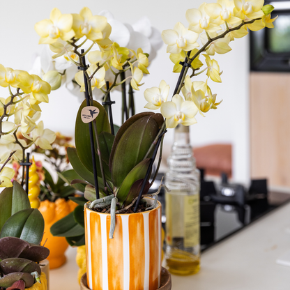 Gele Phalaenopsis orchidee - Mexico